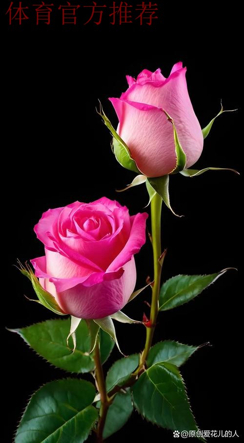 请听，玫瑰在绽放；请待，玫瑰再绽放！